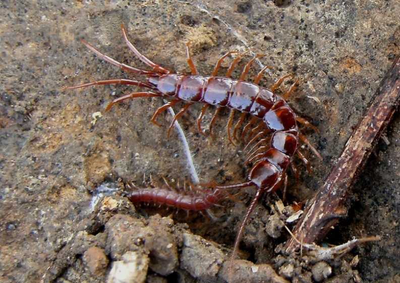 Lithobius